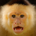 Monkey Monkey
