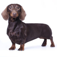 Dog17 Dog17