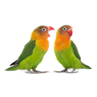 Birds Birds